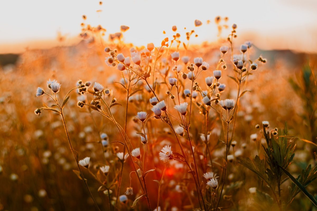 photo of flowers